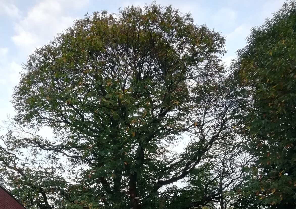 Kastanje in tuin van Hovese kinepraktijk genomineerd voor meest bijzondere boom van provincie Antwerpen