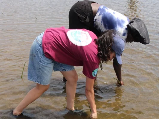 mangroves planten mangroves planten